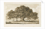 Blithfield - Beggar's Oak : sepia drawing, 1837 by Thomas Peploe Wood