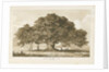 Blithfield - Beggar's Oak : sepia drawing, 1837 by Thomas Peploe Wood