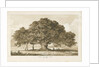 Blithfield - Beggar's Oak : sepia drawing, 1837 by Thomas Peploe Wood