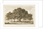 Blithfield - Beggar's Oak : sepia drawing, 1837 by Thomas Peploe Wood