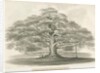 Blithfield - Bagot's Oak by Robert Noyes