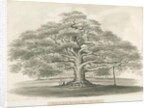 Blithfield - Bagot's Oak by Robert Noyes