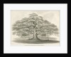 Blithfield - Bagot's Oak by Robert Noyes
