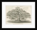 Blithfield - Bagot's Oak by Robert Noyes