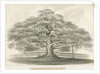 Blithfield - Bagot's Oak by Robert Noyes