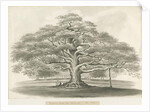 Blithfield - Bagot's Oak by Robert Noyes