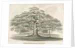 Blithfield - Bagot's Oak by Robert Noyes