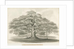 Blithfield - Bagot's Oak by Robert Noyes