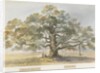 Blithfield - Beggar's Oak by Henry James Noyes
