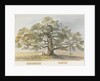 Blithfield - Beggar's Oak by Henry James Noyes