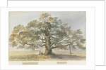 Blithfield - Beggar's Oak by Henry James Noyes