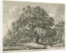 Blithfield - Wych Elm by Jacob George Strutt