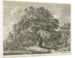 Blithfield - Wych Elm by Jacob George Strutt
