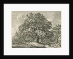 Blithfield - Wych Elm by Jacob George Strutt