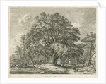 Blithfield - Wych Elm by Jacob George Strutt