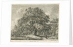 Blithfield - Wych Elm by Jacob George Strutt