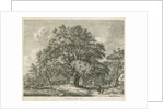 Blithfield - Wych Elm by Jacob George Strutt