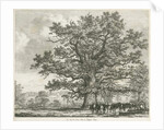 Blithfield - Squitch-bank Oak : etching, 1824 by School English