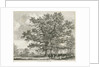 Blithfield - Squitch-bank Oak : etching, 1824 by School English