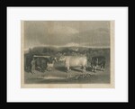 Chillington - 'The Chillington Oxen': mezzotint engraving by School English