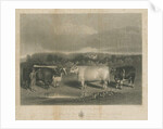 Chillington - 'The Chillington Oxen': mezzotint engraving by School English
