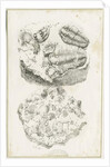 Dudley - Fossils: lithograph by Luke Booker