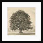 Ingestre - Cedar tree by Thomas Peploe Wood
