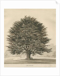 Ingestre - Cedar tree by Thomas Peploe Wood