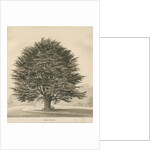 Ingestre - Cedar tree by Thomas Peploe Wood