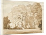 Ingestre - a study of trees by Thomas Peploe Wood