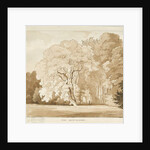 Ingestre - a study of trees by Thomas Peploe Wood