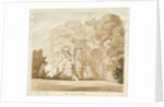 Ingestre - a study of trees by Thomas Peploe Wood