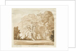 Ingestre - a study of trees by Thomas Peploe Wood