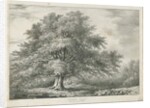 Lichfield - ['Dr. Johnson's'] Willow Tree: lithograph, nd [1789-1850] by Charles Joseph Hullmandel