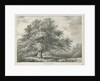 Lichfield - ['Dr. Johnson's'] Willow Tree: lithograph, nd [1789-1850] by Charles Joseph Hullmandel