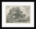 Lichfield - ['Dr. Johnson's'] Willow Tree: lithograph, nd [1789-1850] by Charles Joseph Hullmandel