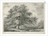 Lichfield - ['Dr. Johnson's'] Willow Tree: lithograph, nd [1789-1850] by Charles Joseph Hullmandel