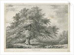 Lichfield - ['Dr. Johnson's'] Willow Tree: lithograph, nd [1789-1850] by Charles Joseph Hullmandel