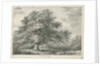Lichfield - ['Dr. Johnson's'] Willow Tree: lithograph, nd [1789-1850] by Charles Joseph Hullmandel