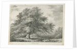 Lichfield - ['Dr. Johnson's'] Willow Tree: lithograph, nd [1789-1850] by Charles Joseph Hullmandel