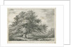Lichfield - ['Dr. Johnson's'] Willow Tree: lithograph, nd [1789-1850] by Charles Joseph Hullmandel