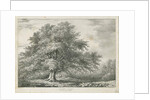 Lichfield - ['Dr. Johnson's'] Willow Tree: lithograph, nd [1789-1850] by Charles Joseph Hullmandel