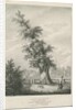 Lichfield - 'Dr. Johnson's' Willow Tree by Charles Joseph Hullmandel