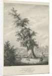 Lichfield - 'Dr. Johnson's' Willow Tree by Charles Joseph Hullmandel