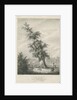 Lichfield - 'Dr. Johnson's' Willow Tree by Charles Joseph Hullmandel