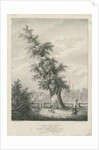 Lichfield - 'Dr. Johnson's' Willow Tree by Charles Joseph Hullmandel