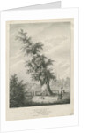 Lichfield - 'Dr. Johnson's' Willow Tree by Charles Joseph Hullmandel