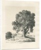 Shugborough Park - Ash Tree: pen and ink drawing, 1836 by Thomas Peploe Wood