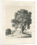 Shugborough Park - Ash Tree: pen and ink drawing, 1836 by Thomas Peploe Wood