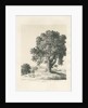 Shugborough Park - Ash Tree: pen and ink drawing, 1836 by Thomas Peploe Wood
